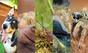 دنیا از نگاه حیوانات، دیدی که هیچ انسانی نمی‌تواند تجربه کند