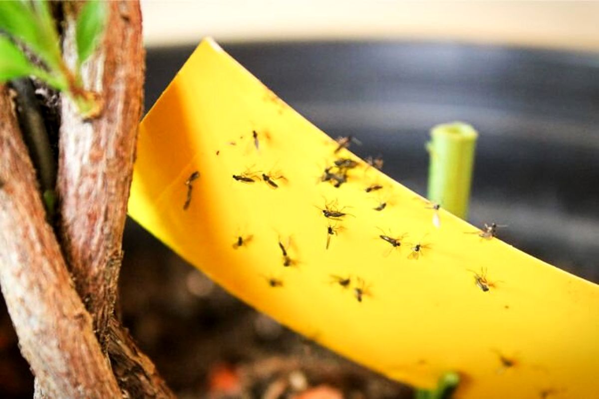 ۶ راهکار ساده برای از بین بردن پشه گلدان خانگی