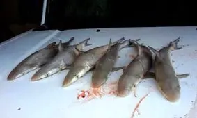 سرو کوسه، دلیل پلمپ رستورانی در کیش