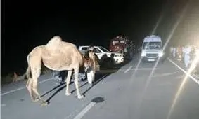 شترهای سرگردان دومین قاتل جاده‌های شرق هرمزگان/ ویدئو+18