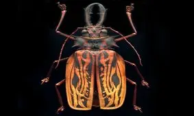 شاخ بلند دندان خنجری؛ از درازترین و گران ترین سوسک های جهان! 