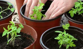 ۱۶ سبزی سالم که می‌توان در خانه پرورش داد
