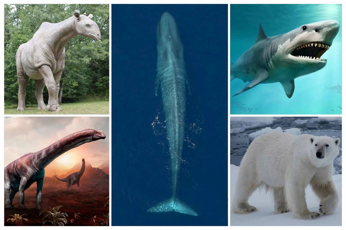 بزرگترین حیواناتی که تاکنون روی زمین زندگی کرده‌اند/ عکس