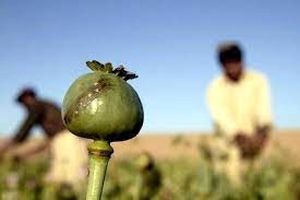 ممنوعیت کشت خشخاش در افغانستان، قیمت مواد را در ایران بالا می برد