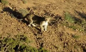 پلنگ ایرانی در زیستگاه «اوزوم» جاجرم خراسان‌شمالی مشاهده شد