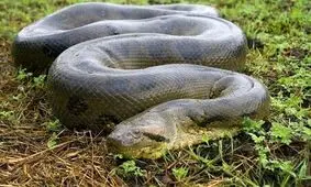 کشف یک مار غول پیکر و شگفت‌انگیز در فارس/ویدئو