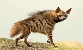 کفتارهای ایرانی را بشناسید/ راه راه های خطرناکی که به انسان ها حمله می کنند / در تهران هم کفتار وجود دارد