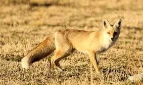 حمله دو روباه به یک کودک در اصفهان/ ویدئو