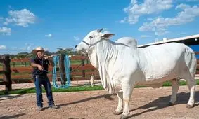گران‌ترین گاو جهان که برای خودش بادیگارد مسلح دارد؛ «او یک گاو کامل است»

