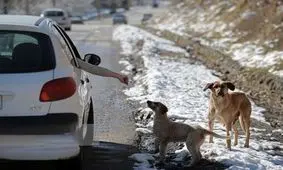افزایش جمعیت حیوانات خیابانی/ کبوتر بازی هم در شهر تهران شایع شده است/ جامعه ناامید به غذا دادن به حیوانات پناه آورده است