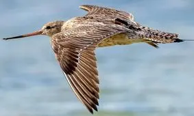 گیلانشاه رکورد گینس را شکست