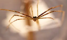 لحظه عجیب ماهیگیری یک عنکبوت / ویدئو 