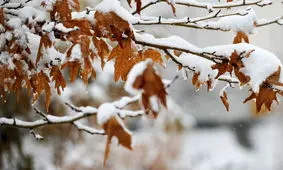 ورود سامانه بارشی به کشور/ یخبندان در برخی استان ها