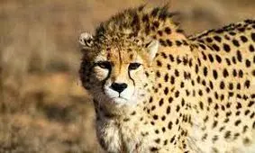 ۹ ماهگی پیروز در کنار تیمارگرش/ تصویر