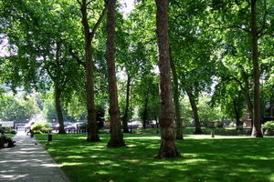 دزدیدن درخت از پارک های تهران/ ۳ نفر بازداشت شدند