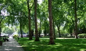 دزدیدن درخت از پارک های تهران/ ۳ نفر بازداشت شدند