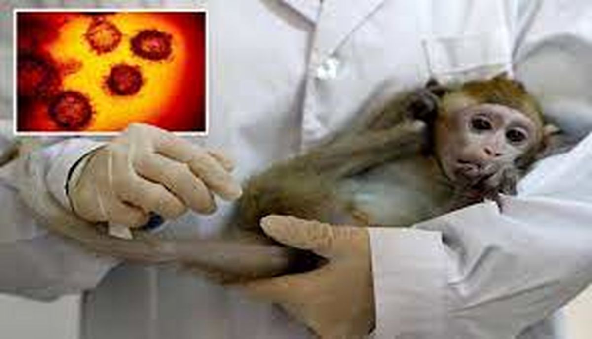 افزایش ابتلا به آبله میمون در اروپا