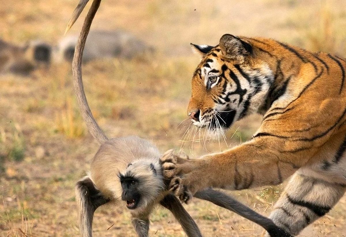 عکس روز حیات وحش؛ ضربه پنجه ببر غولپیکر به لنگور