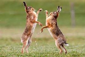 نبرد خنده‌دار دو خرگوش‌ بوکسور