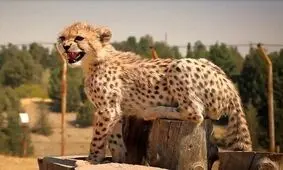 افشای سند دکتر پیتر کالدول از بیماری پیروز/ «چرا به مردم امید بیهوده دادید؟»

