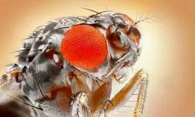 مگس های میوه نمی‌توانند چشم خود را حرکت بدهند