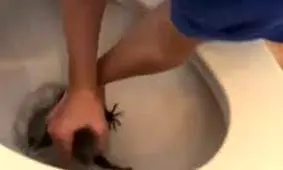 غافلگیری ترسناک یک کودک در چاه توالت/ ویدئو