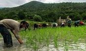 واردات ۲ میلیون تن برنج با ارز ۲۸۵۰۰ تومانی/  نصف محصول امسال به فروش نرفته است