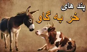 حکایت نصحیت خرکی/ نونت نبود، آبت نبود، نصیحت کردنت چی بود؟