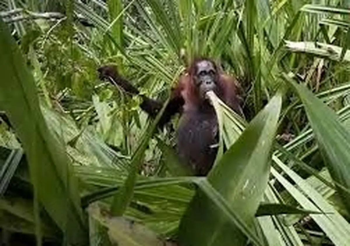 عکس‌های شگفت‌انگیز طبیعت که برندۀ جایزه عکاسی شدند 