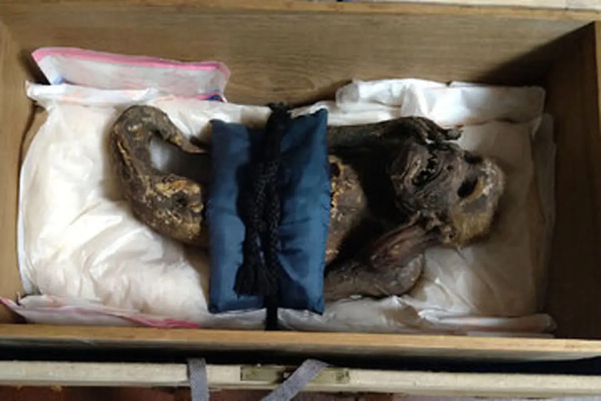 راز شگفت‌انگیز پری دریایی مومیایی شده در ژاپن!