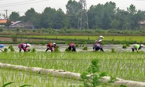 کشت برنج در کشور مشروط شد