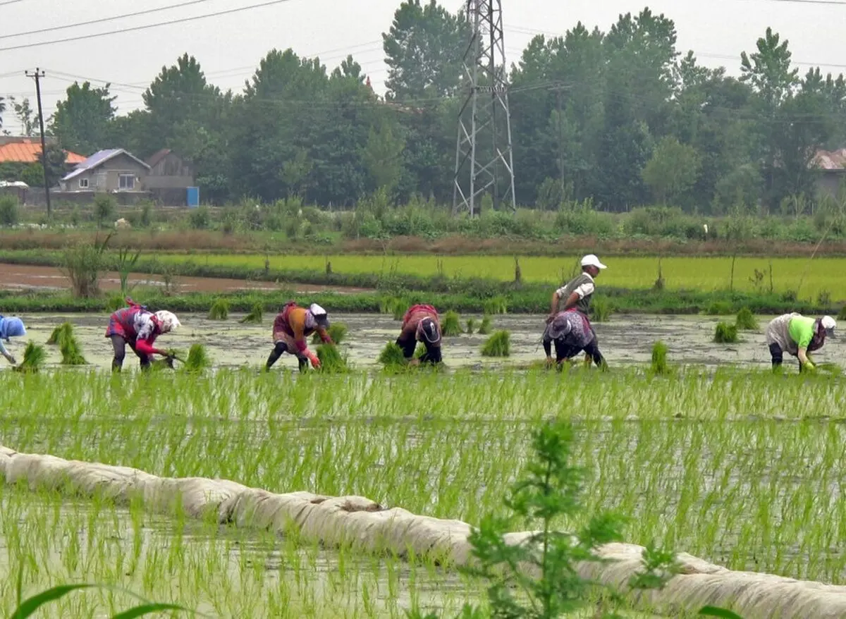کشت برنج در کشور مشروط شد