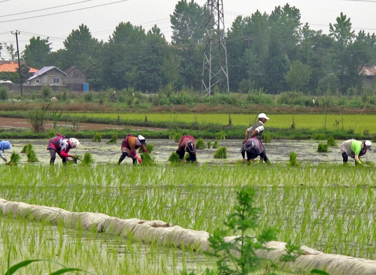 کشت برنج در کشور مشروط شد