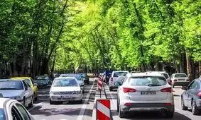 درختان از افراد در برابر افسردگی محافظت می کنند
