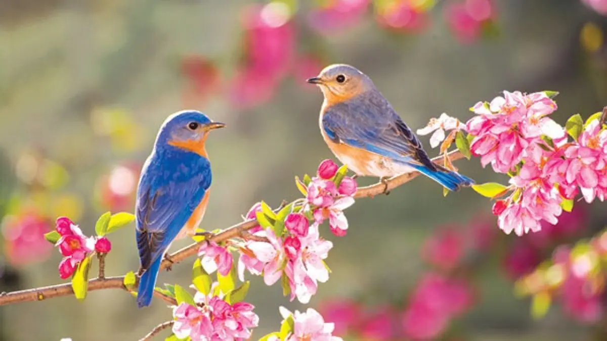 صدای زیبای پرندگان، درمانگر افسردگی