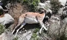 تلفات طاعون در حیات وحش مازندران ادامه دارد