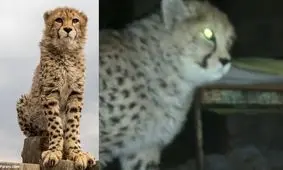 پیروز شب ها تنها نمی‌خوابد/ ویدئو