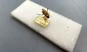 مهمانان ناخوانده کابینت‌ها؛ سوسک‌های ضدضربه چطور در سراسر دنیا پخش شدند؟