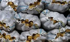 سیب زمینی تا هفته آینده ارزان می‌شود