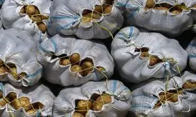 سیب زمینی تا هفته آینده ارزان می‌شود