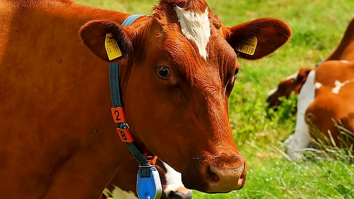 کار خنده دار مرد روستایی با گاو لجبازش