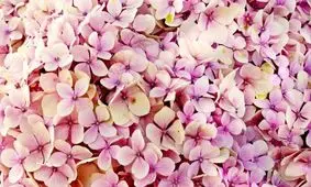 تست بینایی؛ در ۶ ثانیه پروانه را در میان گل ها پیدا کنید/ عکس

