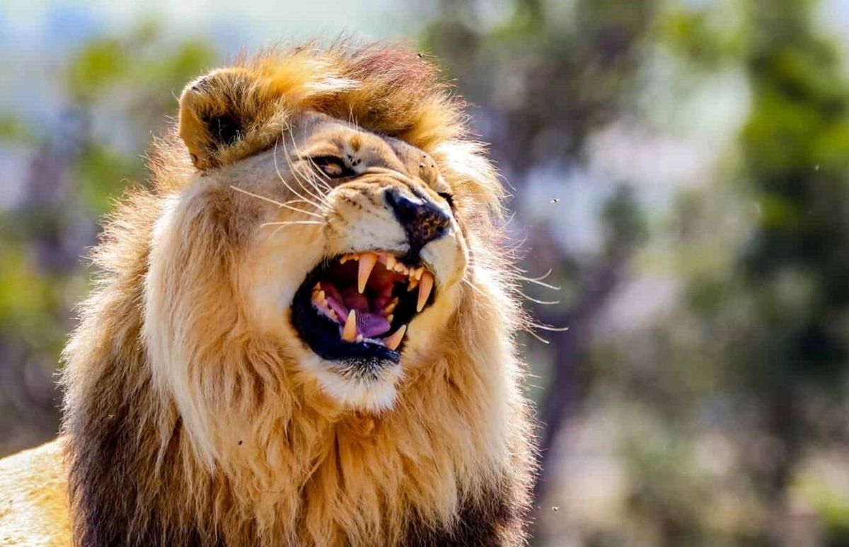 انتظار شیر نر غول پیکر در خارج از خانه برای خوردن یک انسان!/ ویدئو