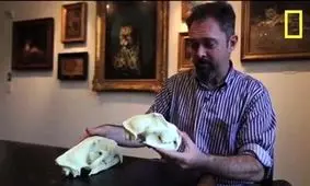 سرعت شگفت انگیز این شکارچی خالدار