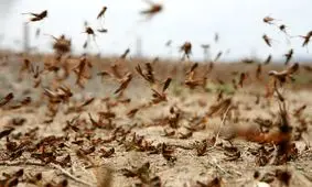 هشدار حمله ملخ‌ها به باغ‌های سیاه ریشه مازندران