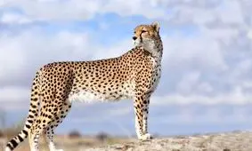 داستان غم‌انگیز زندگی کوشکی، از اسارت تا مرگ/ ویدئو