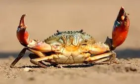 خارج کردن یک خرچنگ زنده از گوش یک کودک/ ویدئو