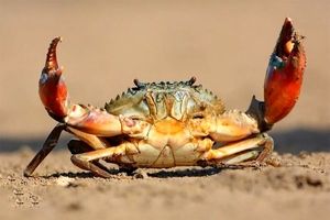 خارج کردن یک خرچنگ زنده از گوش یک کودک/ ویدئو