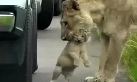 شیطنت بچه‌شیرها در مسیر گردشگران این‌گونه مادرشان را به دردسر انداخت/ ویدئو