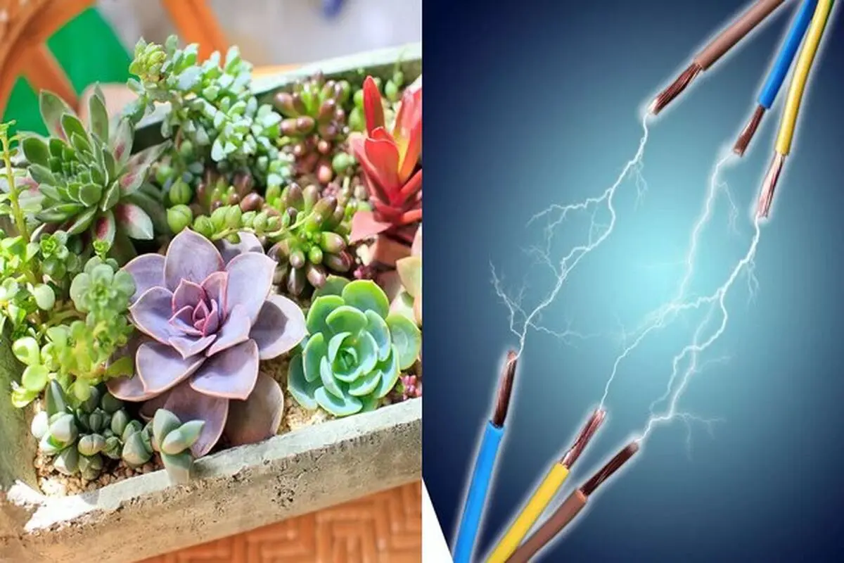 گیاهان می‌توانند منبع انرژی تجدیدپذیر بعدی باشند

